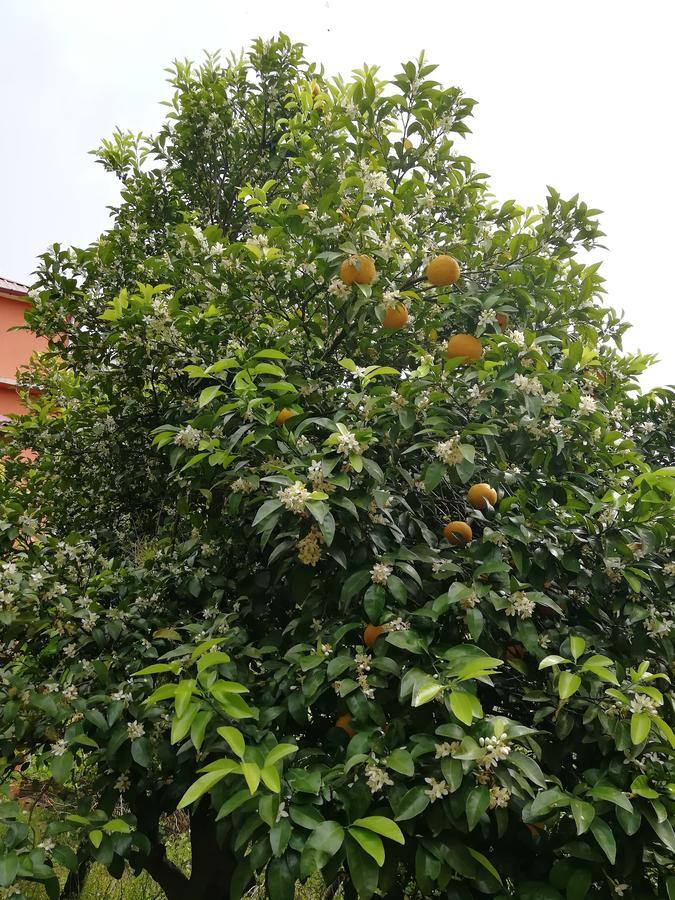 Gulnazi Andria Apartamento Sarpi Exterior foto